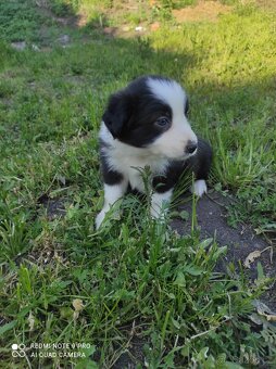 Border kolie - 4