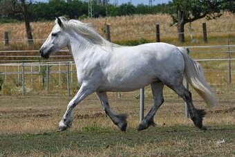 Fellský pony - top klisna - 4