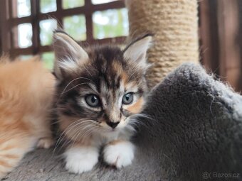 Mainská mývalí x ragdoll - 4