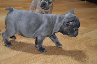 francouzsky buldocek - 4