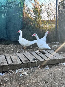 Kachna pižmová - 4