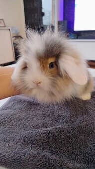 Zakrslý králíček/beránek - 4