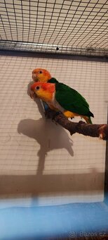 Amazonek bělobřichy - 4