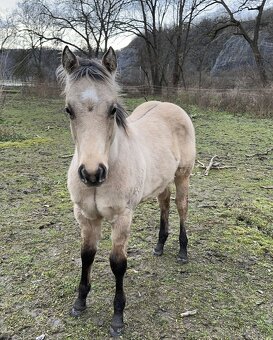 buckskin QH hřebeček, 1 rok, 6 panel test N/N - 4
