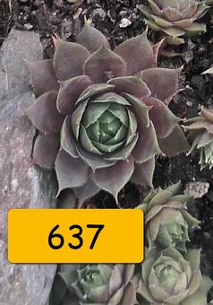 Netřesky, rozchodníky, delosperma na balkón i na zahradu - 4