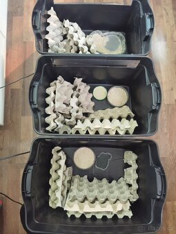 3x Agama vousatá, 3x terárium, 3x box s Blaptica dubia - 4