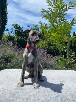 Whippet s PP - 4