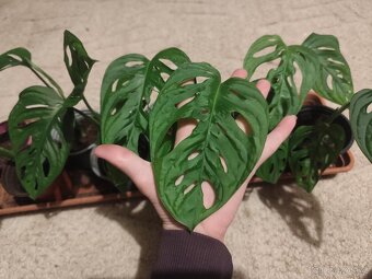 Monstera adansonii - 4