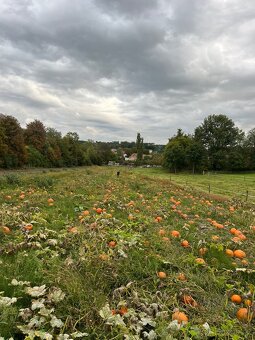 Dýně - 4