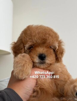 Holčička Maltipoo f1 - 4