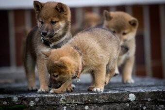 Shiba inu s PP - 4