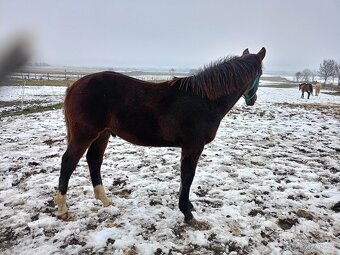 Hřebec odstávče - 4