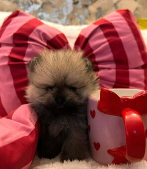 Pomeranian Mini - 4