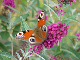 Komule Davidova (Buddlea, Motýlí keř) - viz fota - 4