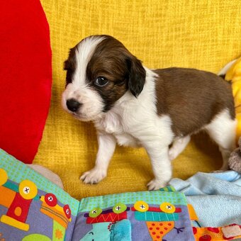 Šteňátka Kooikerhondje – Holandský vábič kačiek - 4