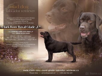 Labradorský retriever s PP - černá fenka - 4