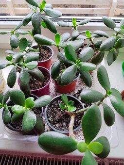 Haworthia, měsíční kámen, tlustice, kopřiva - 4