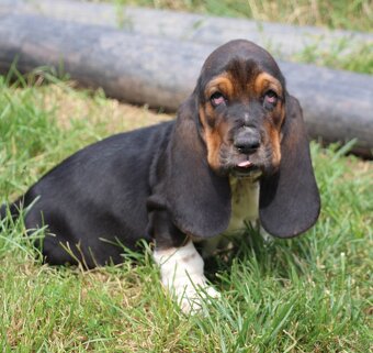 Basset hound-baset - 4