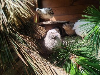 Násadová křepelčí vejce, vajíčka - 4