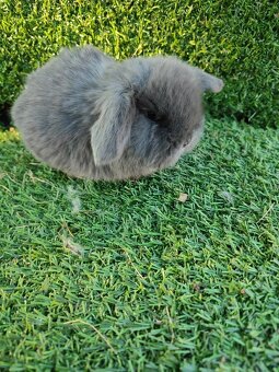 Zakrslý králíček beránek - 4