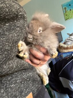 Zakrslý králíček - 4