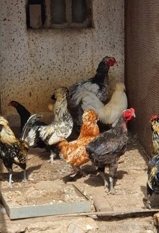 Kohouti - brahmanka, paduánka, araukana a zakrslá kočinka - 4
