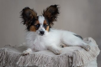 Papillon psík s rodokmeňom - 4