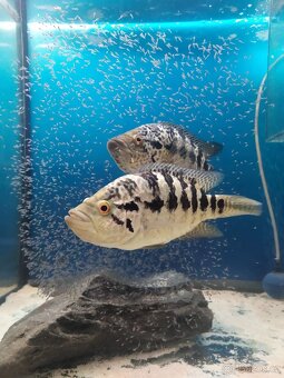 Parachromis managuensis - 4