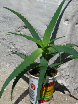 léčivá KALÍSIE vonná, ALOE - 4