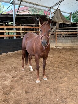 Přátelský dvouletý QH - 4