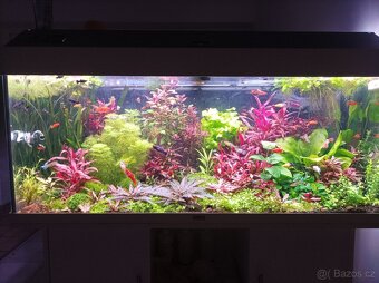 Mečovky, Molly, endler- Japan blue - 4