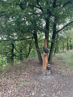 Prodám lesní pozemky na k.ú. Bílina - 4