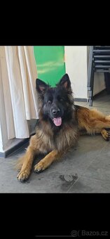 Německý ovčák štěňata s PP (dlouhosrstý) - 4