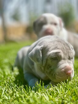 American bully XL - 4