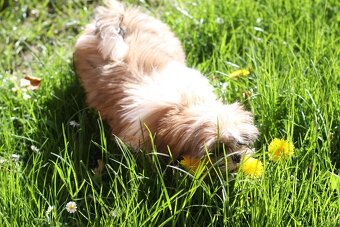 Shih-tzu, Shih tzu, si cu bez pp - 4