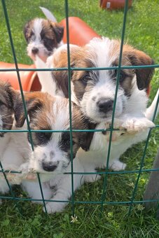 Jack russell terier - 4