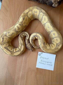 Velká Sleva - Krajta královská - Python regius - 4
