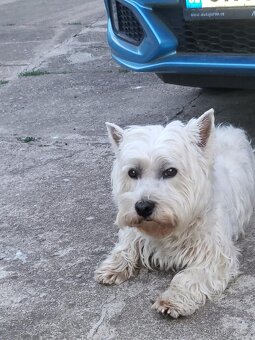 West Highland Terrier - 4