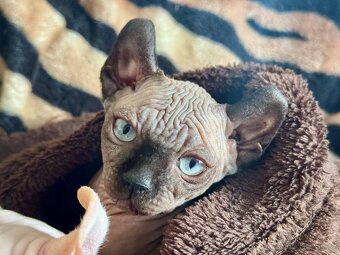 Koťata s PP Sphynx-Elf, narozená 17. 7. 2025 - 4