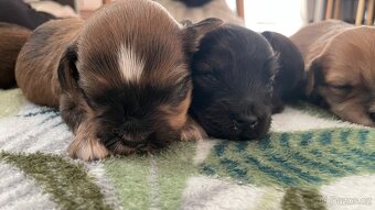 Havansky psík s PP - 4