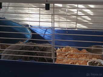 Darují králíka - 4