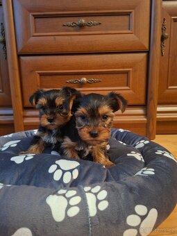 Yorkšírsky teriér - 4