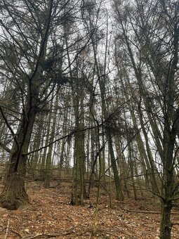 Prodám lesní pozemek v k.ú. Pěčíkov - 4