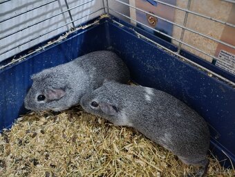 Morče aguti stříbrné samičky - 4