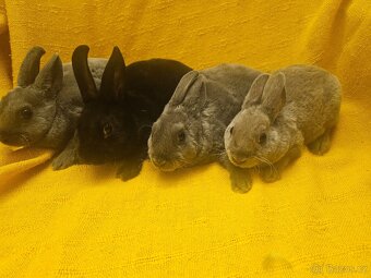 Zakrslý králíček - 4
