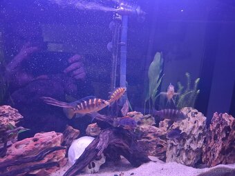 Daruji mix malawi - 4