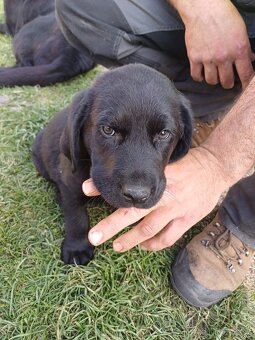 Štěňata Labradora s Retrívrem - 4