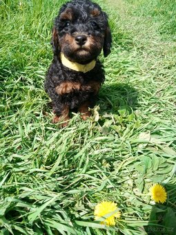 Pudl black and tan - 4