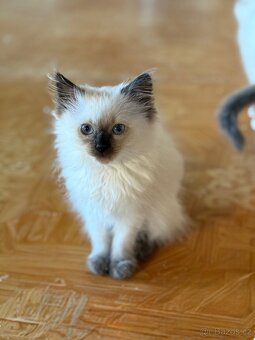 Ragdoll s PP - 4