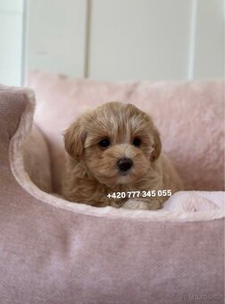 Fenka Maltipoo f1 700€ - 4